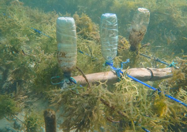 Usually the fixed off bottom method does not require any floaters. However in some cases they are attached so the seaweed lines will stay closer to the surface at high tide. Oenggaut, Rote Island, Indonesia.