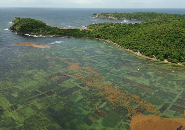 St Lucia: Sheltered bays and reef-protected coasts are preferred to minimise storm and swell damage to seaweed farms.