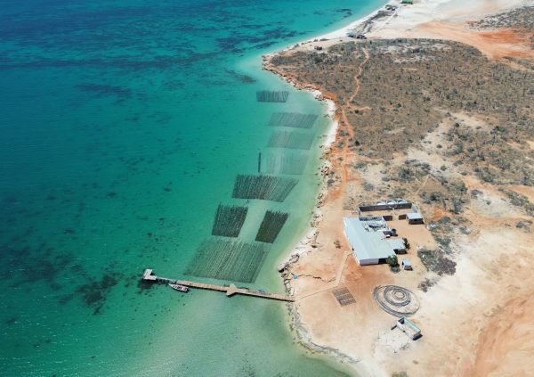 Venezuela: Farming site over sandy substrate on Cubagua Island.