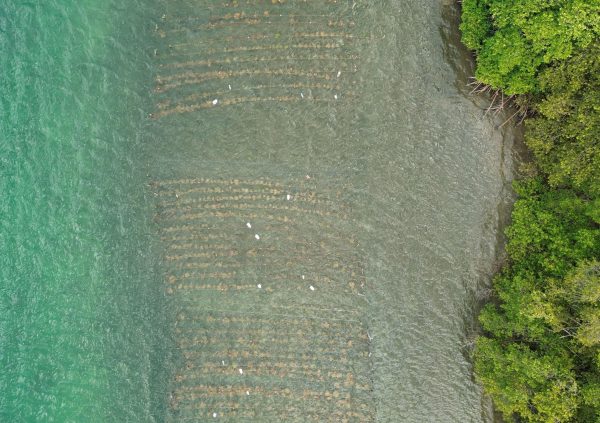 Grenada: Parallel fixed off-bottom lines spaced evenly to ensure uniform water flow and light exposure across the farm.