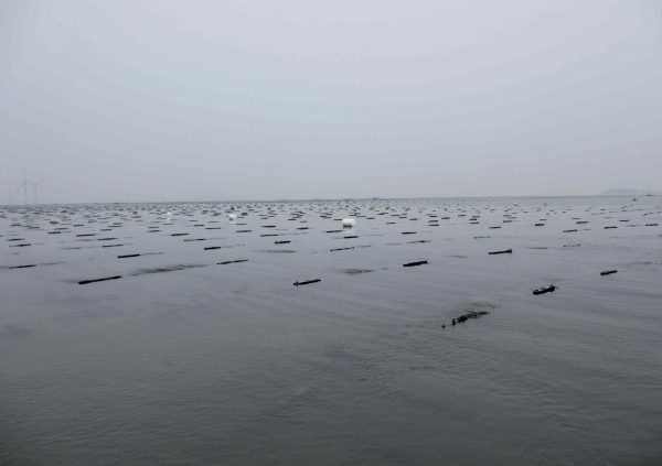Gracilaria farm site in Shandong Province, Northern China (Photo courtesy of Dr. Zhenghong Sui)