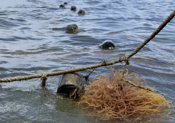 Grenada: Small cylindrical buoys attached along the main line maintain line spacing and flotation across the plot.