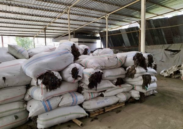 Dried Gracilaria at the exporter warehouse in Malang, East Java, where it needs to be dried again and controlled for an impurity level of below 2%. (Photo courtesy of Boedi Julianto)