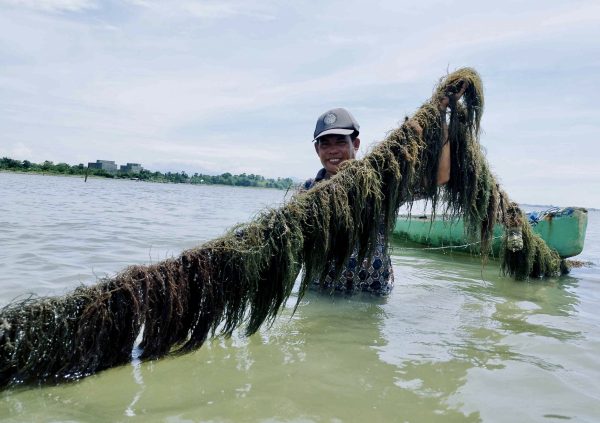 Proud farmer holding up long line with strong Gracilaria growth in Indonesia. (Photo courtesy of Boedi Julianto)