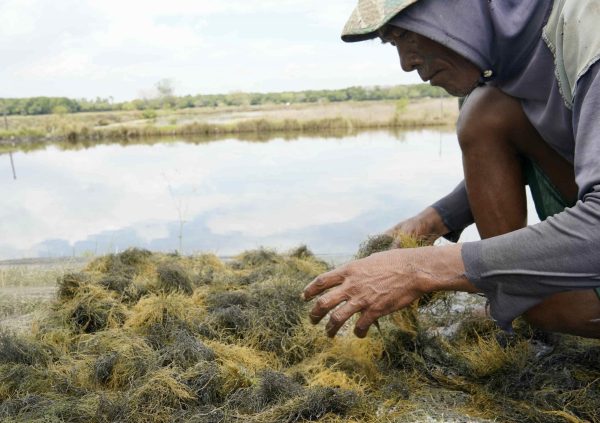 Farmer spreading out the harvested Gracilaria to dry on the dike of the pond in Maros, South Sulawesi, Indonesia.