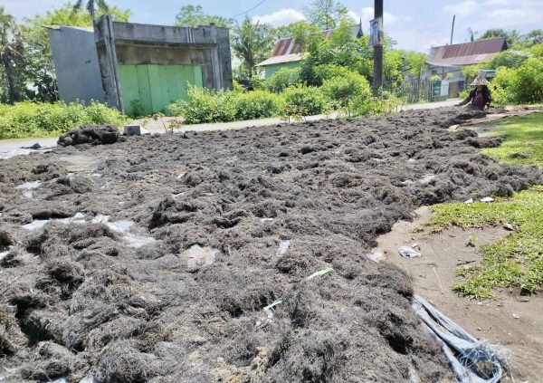 The local collector is drying Gracilaria. It is collected from the farmers with moisture content of 20 - 25%. The local collector should meet the export and processor quality standard moisture content maximum of 15%.