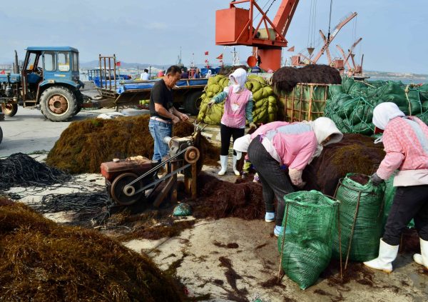 Machine used to strip the seaweed from the culture lines in China. (Photo courtesy of Dr. Zhenghong Sui)