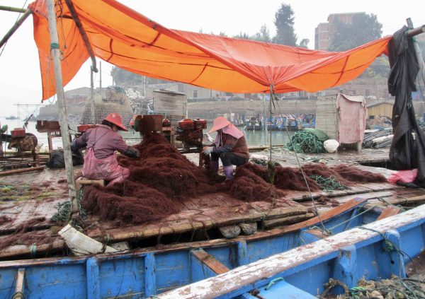 Harvested biomass is revised for impurities or any filamentous algae in China. (Photo courtesy of Dr. Zhenghong Sui)