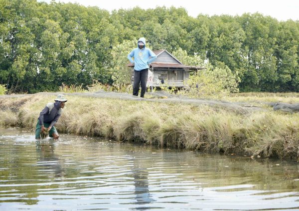 Harvesting Gracilaria from ponds from brackish water ponds in Maros, South Sulawesi, Indonesia.