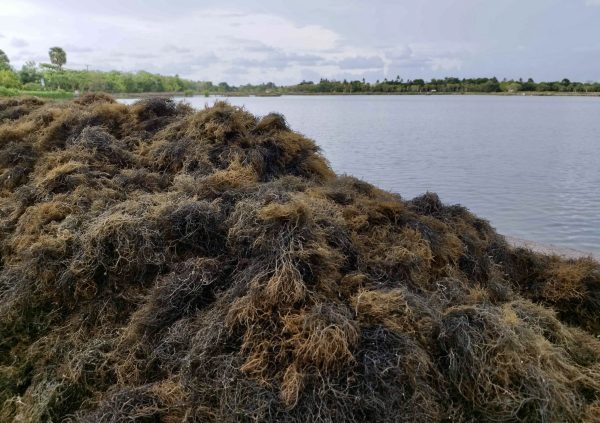 Piling up the harvested biomass from the pond, ready for transport. (Photo courtesy of Boedi Julianto)