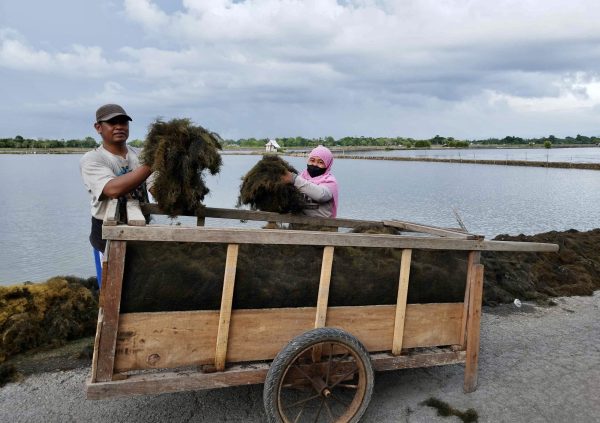 Loading the harvest into a wooden cart to transport to a different site to dry in Indonesia. (Photo courtesy of Boedi Julianto)