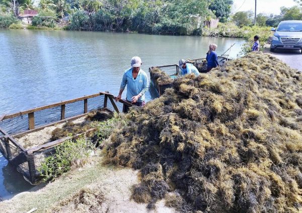 Offloading the harvested biomass from the floats used in pond culture to transport to shore. (Photo courtesy of Boedi Julianto)