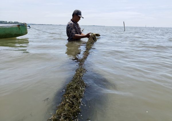 After 25 - 30 days in the sea. The seedlings grow robust and can be cut off manually (pruning) and then replanted. (Photo courtesy of Boedi Julianto)