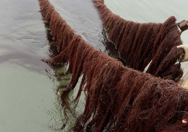 Gracilaria lemaneiformis in Shandong Province, China (Photo courtesy of Dr. Zhenghong Sui)
