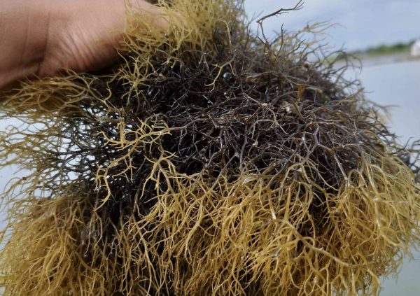 Gracilaria from pond culture in South Sulawesi, Indonesia.