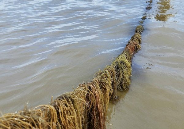 Farmer checking on the culture line at low tide in Indonesia.