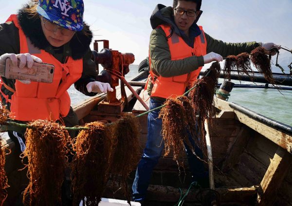 Researchers documenting the growth of Gracilaria on farm site in Xunshan, Shandong Province (Photo courtesy of Dr. Zhenghong Sui)