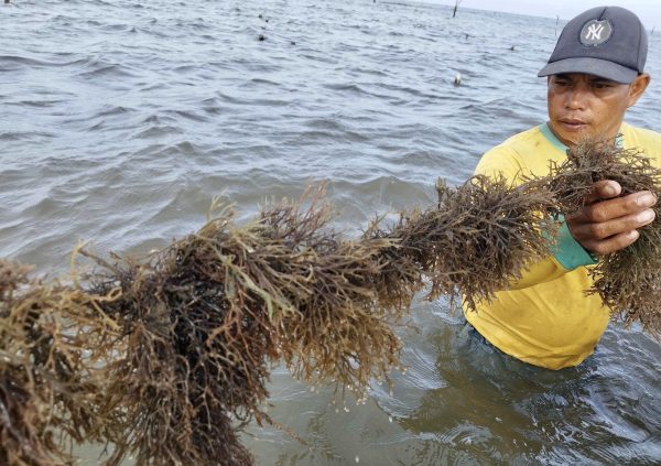 Researchers documenting the growth of Gracilaria on farm site in Xunshan, Shandong Province (Photo courtesy of Dr. Zhenghong Sui)
