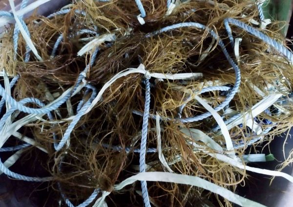 The seedling from spore of Gracilaria attached at the nylon line for long line method in Indonesia. (Photo courtesy of Boedi Julianto)