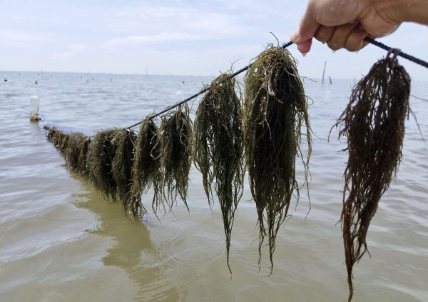 Gracilaria seedlings after one week at the farm site. (Photo courtesy of Boedi Julianto)