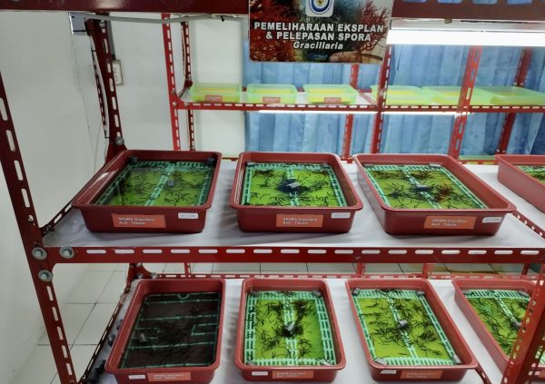 El Centro de Investigación de Aguas Salobres de Takalar (Indonesia) y la UNIDO están recolectando esporas de la población parental de Gracilaria changii para proporcionar a los agricultores material de siembra de alta calidad. (Foto cortesía de Boedi Julianto)