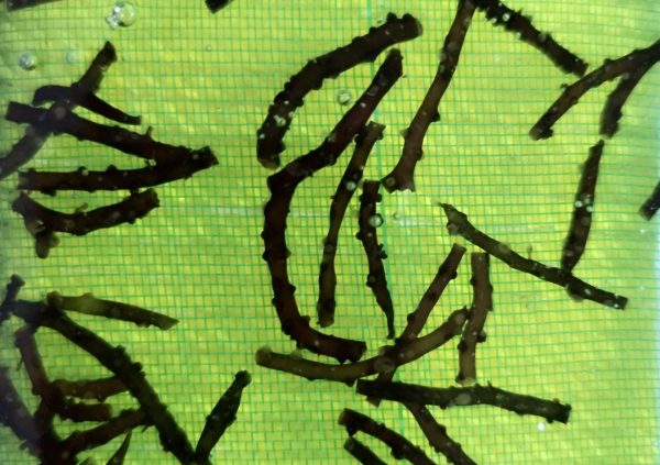 Spores will attach to the nylon line and will then be grown in tanks before transferring them to the sea. (Photo courtesy of Boedi Julianto)