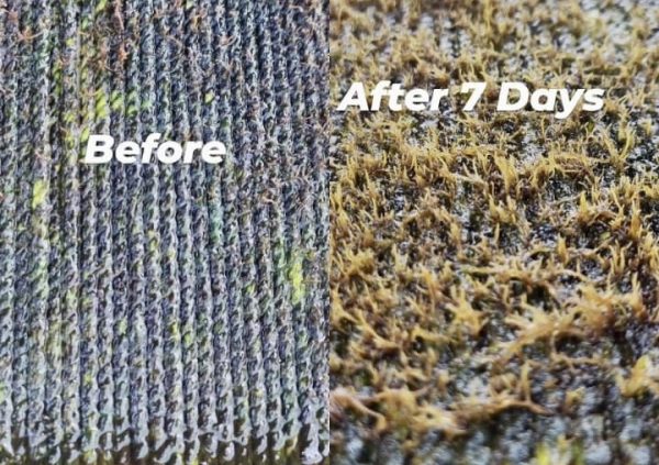 After 7 days, the Gracilaria grow out the propagules attached at the nylon line. (Photo courtesy of Boedi Julianto)