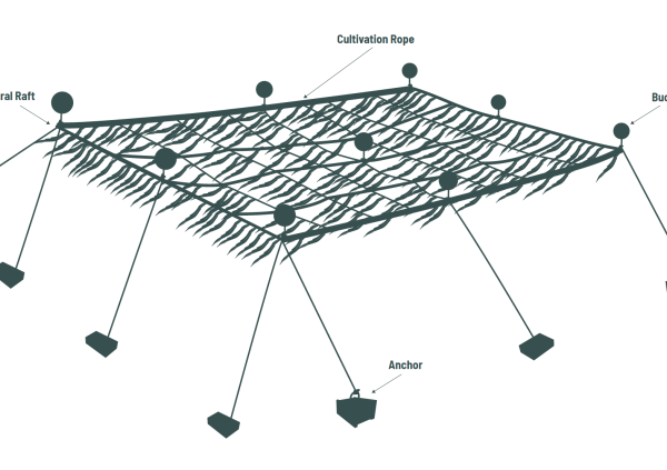 Horizontal raft or grid cultivation