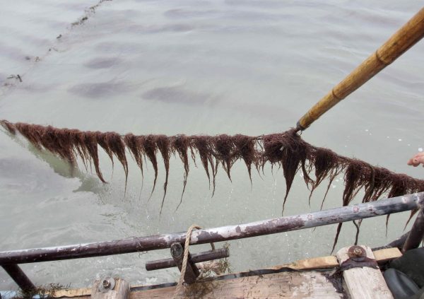 Horizontal culture lines in Nanri Island, Fujian Province, China (Photo courtesy of Dr. Zhenghong Sui)