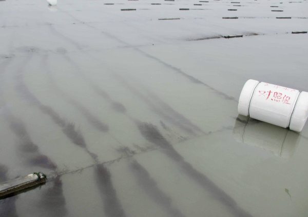 Floating raft culture of Gracilaria lemaneiformis in Shandong Province, China (Photo courtesy of Dr. Zhenghong Sui)