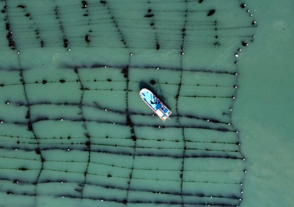 Horizontal grid cultivation in Wando, South Korea