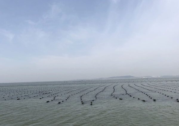 A typical offshore farm in RongCheng Shandong, China (Photo courtesy of Innovation Norway China)
