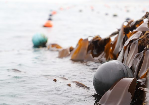 Single horizontal long line cultivation in Gijang, South Korea