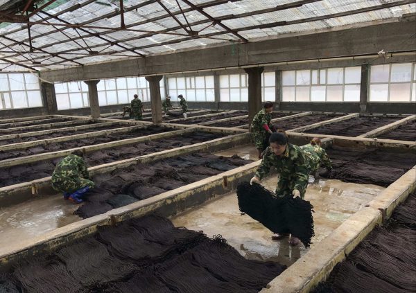 Prepared seed curtains are stored in recirculating water tanks in dedicated hatchery facilities in China. (Photo courtesy of Innovation Norway China)