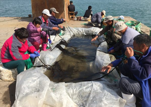 Preparing seedlings ropes before transferring to offshore kelp farm, Late October in Rongcheng Shandong province, China. (Photo courtesy of Innovation Norway China)