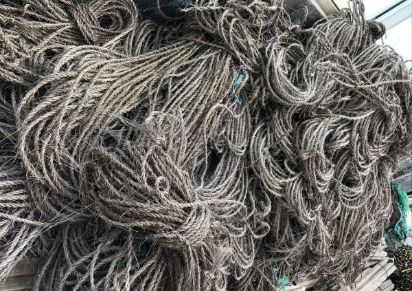 (Manila) coir rope used for seedling production in China. (Photo courtesy of Innovation Norway China)