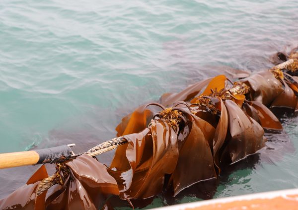 Well distributed Saccharina at a farm site with relatively clear water and high water motion North of Busan in South Korea.