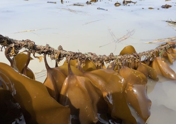 Saccharina growing well at with turbid water at a farm site in China. (Photo courtesy of Innovation Norway)