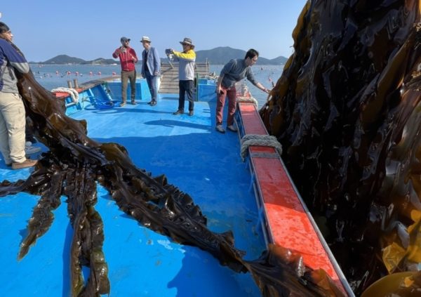 Each Saccharina blade can easily grow up to 8 meters. Farm visit in Wando, South Korea.