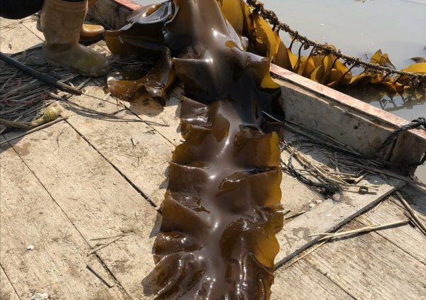 Saccharina blades start rotting when the water temperature rises in spring. This picture was taken mid March in Xiapu Fujian province, China. (Photo courtesy of Innovation Norway China) I