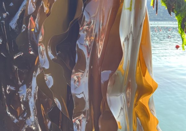 During the grow out period, the farmer needs to take good care that the blades keep clean and free from any biofouling.