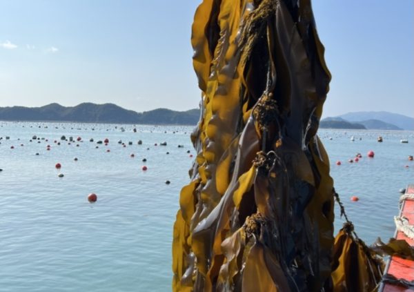 The blades will grow heavy on the culture line to the point, where a crane is essential for working the lines.