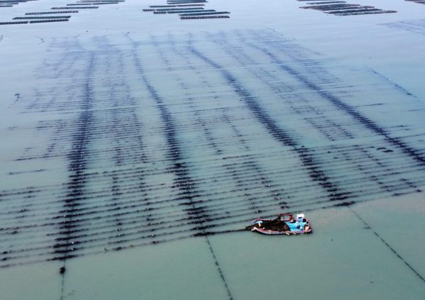 Harvesting boat with single arm crane in South Korea. Destined to feed Abalone the lines can be 'stripped'. Culture lines are typically removed from site after harvest and maintained ashore.