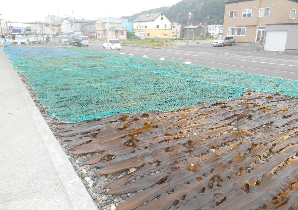 Drying Saccharina blades on the side of the road in Japan.