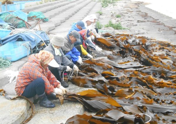 Farmers tying lines on the holdfasts to prepare them for hanging drying.