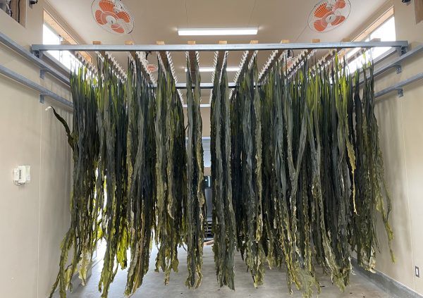 Drying Saccharina blades in a modern indoor facility in Hakodate, Japan.
