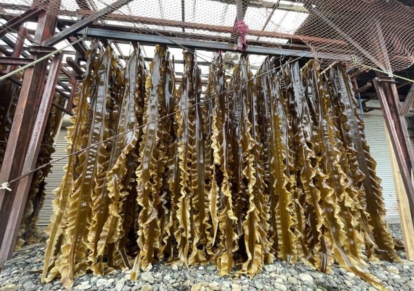 Drying Saccharina blades in a modern indoor facility in Hakodate, Japan.