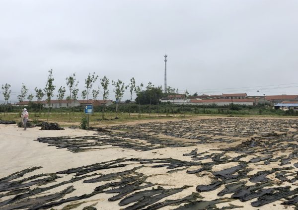 Sun drying straight on the ground usually reduces the quality since impurities can attach to the blades. (Photo courtesy of Innovation Norway China)