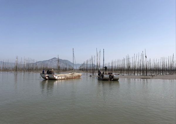 Setting up bamboo poles prepared for sun-drying Saccharina blades in Fujian, China. (Photo courtesy of Innovation Norway China)