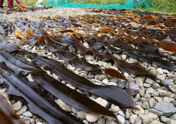 Drying blades on stones can help to keep them clean from sand or other impurities from the ground.